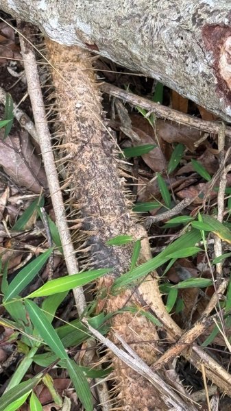 六龜警備道/茂林段/網子山～鳴海山2708187