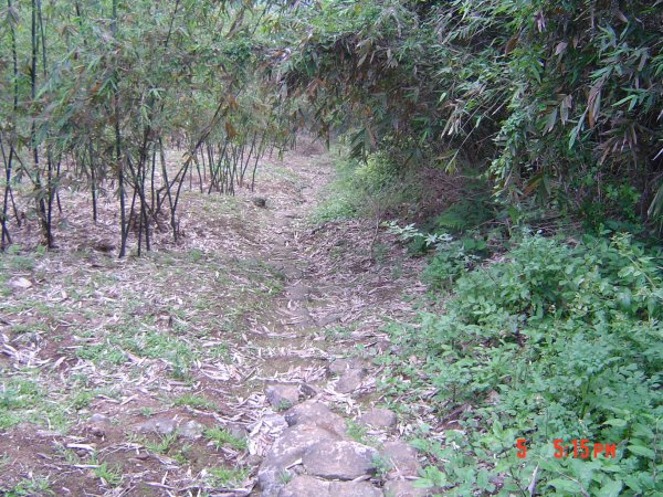 2008 Apr. 天母之下竹林步道584610