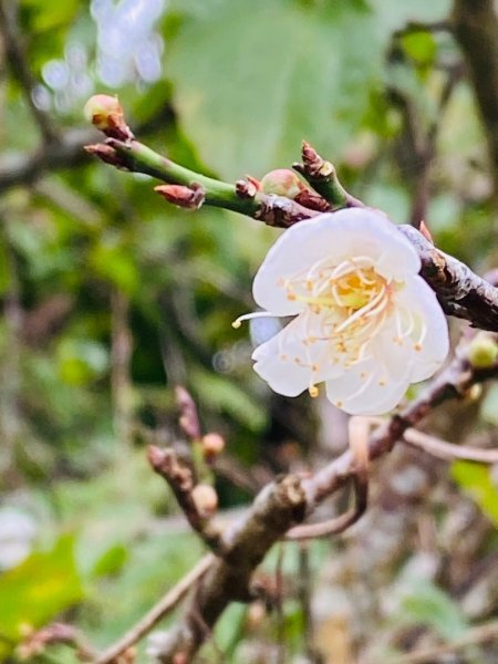 1140101元旦爬山趣2680848