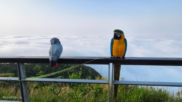 #觀音山 #雲瀑 #雲海 #夕陽 #琉璃光 3/223020073