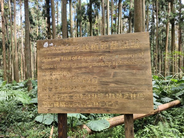 [百山百鳥尋旅-05/15] 2025_0830 溪頭賞鳥步道_銀杏步道2875563