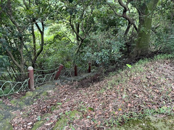 [微笑山線_第二段] 2025_0720 大棟山系_百年大榕樹2843323