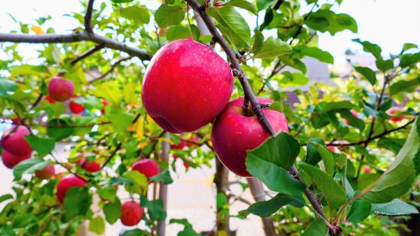 青森縣津輕藩睡魔村2929949