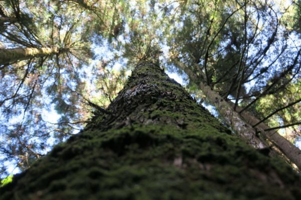 特富野古道234874