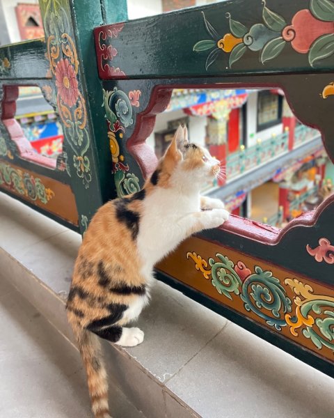 西藏♥️可愛動物🐎人物寫真/拉薩旅拍/美食2903003