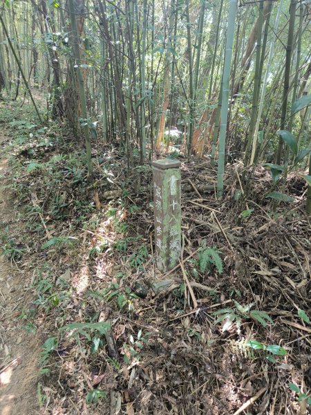 20250913微笑山線：【天上山系】望月亭桐花段2883405