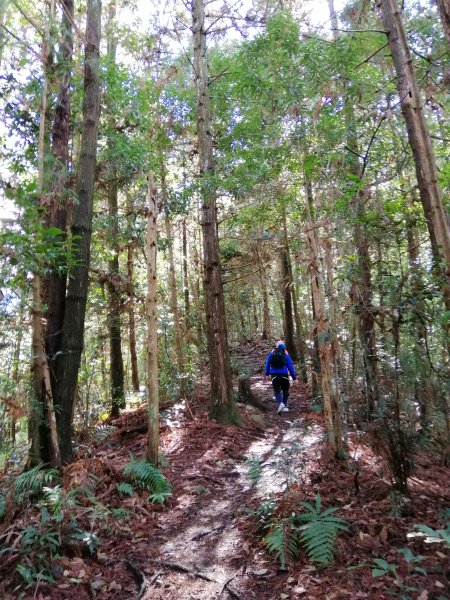 【台中。和平】谷關七雄入門款。 唐麻丹山874519