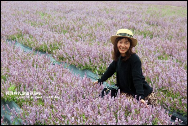 2019桃園仙草花節。紫色浪漫席捲楊梅752219