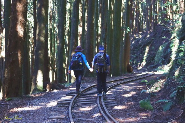 【眠於月下】阿里山林鐵之旅1510008