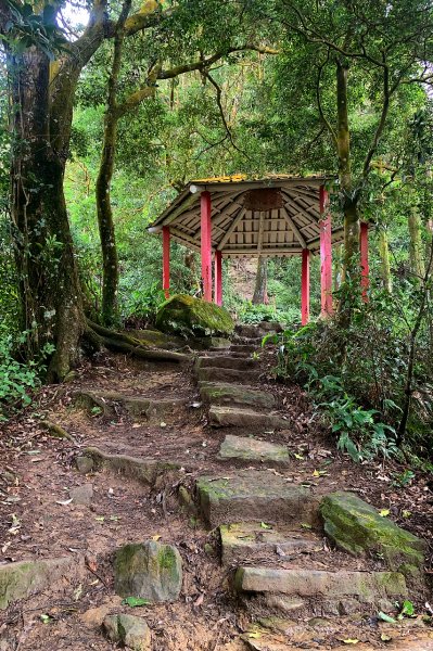 苗栗獅潭｜仙山登山步道｜穿過杉木小徑．遠眺綿延山峰1574408