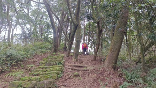 (姨婆趴趴走)第四十七集:新北土城大暖坑山等諸峰攀登連走2738763