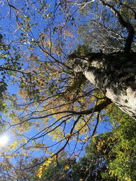 114.11.16 北得拉曼追黃金山毛櫸2937918