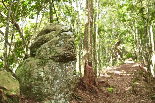 尖石鄉：屯野生台、石麻達山672287