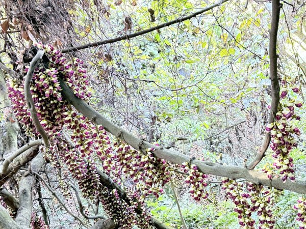 草尾嶺步道血藤花大爆開    2025.3.272748142