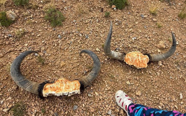 川藏318熱門的卡點-尼瑪-當惹擁措-大地之樹-雅丹地貌聖象天門2905873