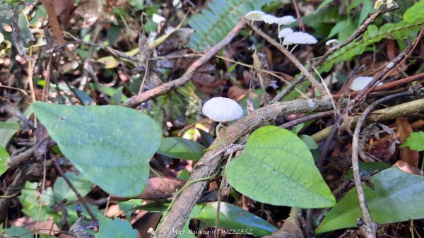 《新竹》沒那簡單｜關西赤柯山東獅頭山步道O繞202506152813522