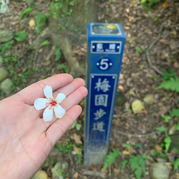 虎頭山三角點adventures 772643