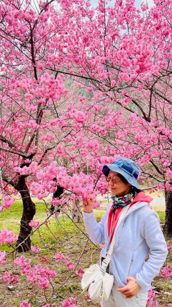🌈2026.02.14+17武陵櫻花季✨FB：熊熊趴爬走🌈3004313
