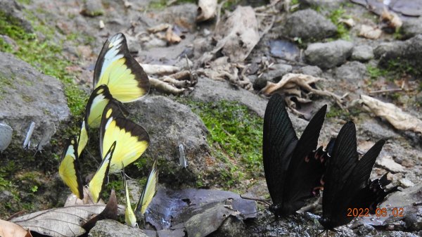 雲山水花鳥蝶 - 6/2陽明山再見雲海1724225