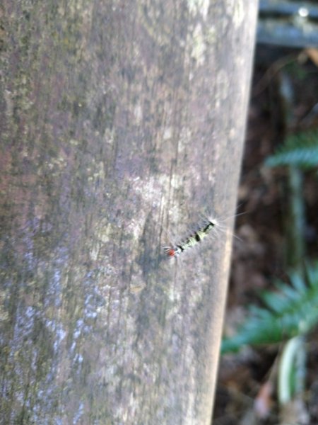 四獸山=象+豹+虎+獅1070469