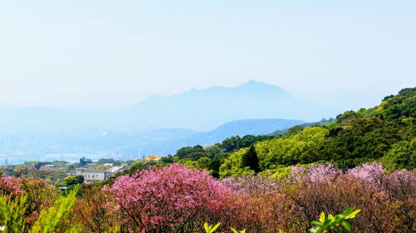 十八份拐圳,陽峰古道,花鐘3017704