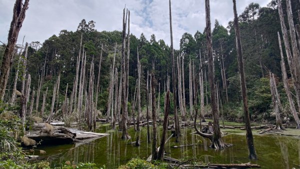 金柑樹山
