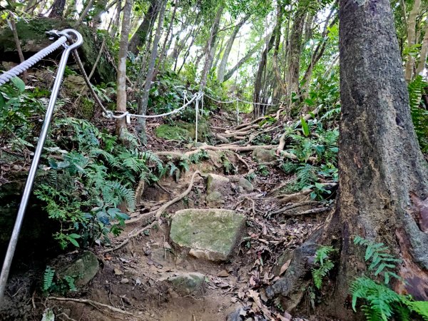 (天上山系)望月亭桐花-2025微笑山線大縱走尋寶集章任務2870345