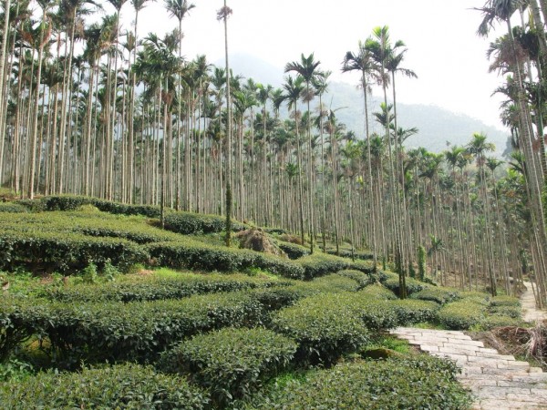 華山咖啡園區254708