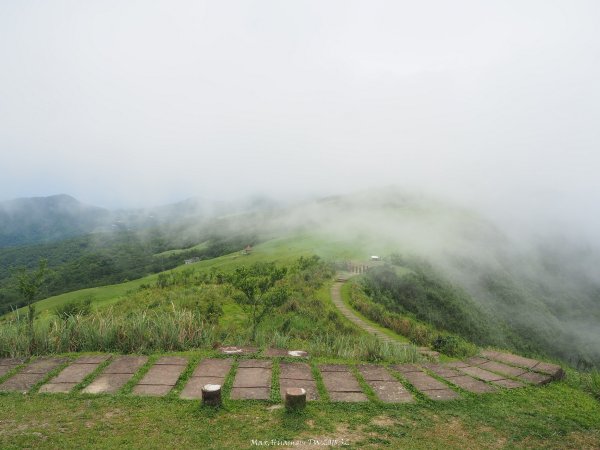《新北》草原牛群｜貢寮桃源谷步道(內寮線)201805172887814