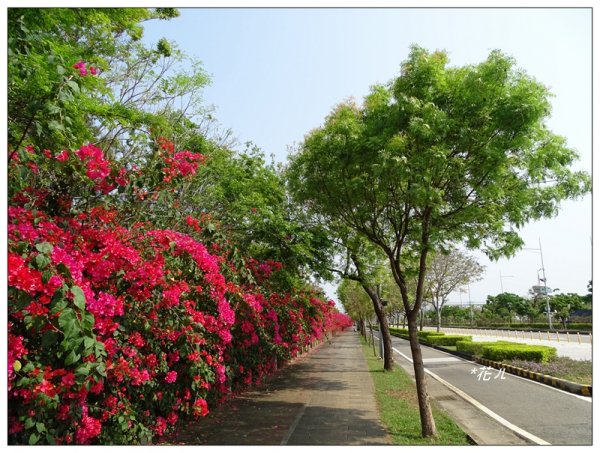 東大公園/九重葛花開883730