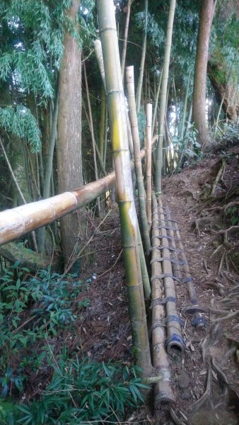 金柑樹山、金柑樹山西北峰、嶺頭山東峰、嶺頭山4山連走1606921