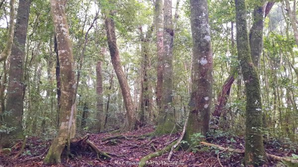 《雲林》望好望角｜石壁山嘉南雲峰步道(中側登山口）202506072805371