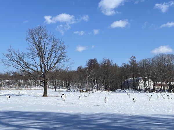 北海道------雪祭3001915