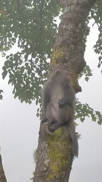 石水山 真鹿林山 鹿林天文台1492560