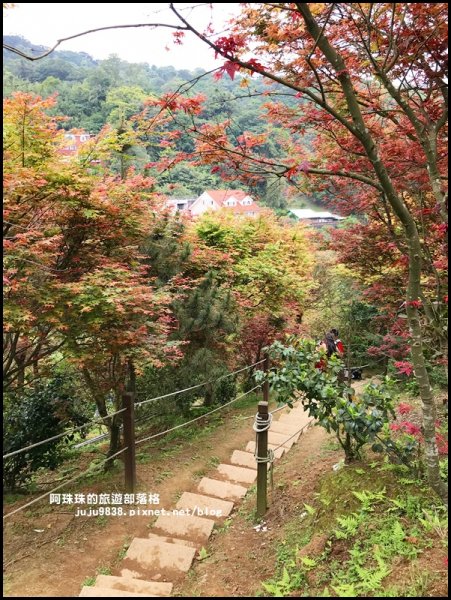 台北奧萬大樂活莊園。春天的楓好紅934433