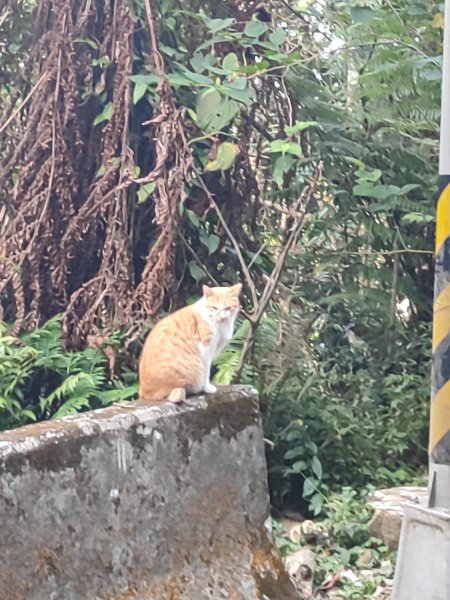 微笑山線：【二格山系】筆架連峰段2920982