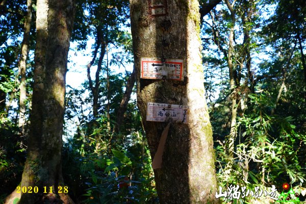 高島縱走五星級森林療癒步道1193722