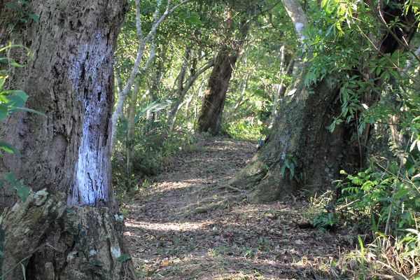 復興枕頭山古砲台步道O型279166