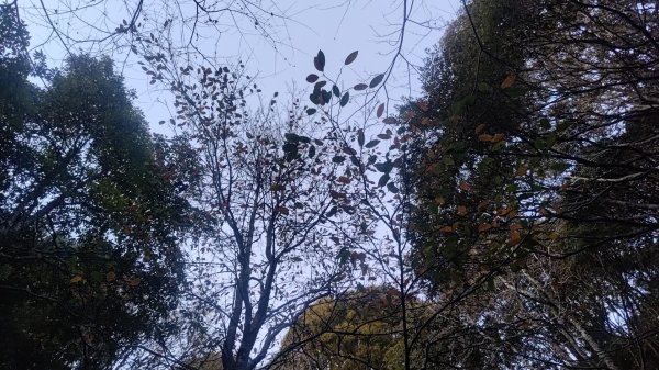 北坑山大板根東洗水山盡尾山東北峰2701748