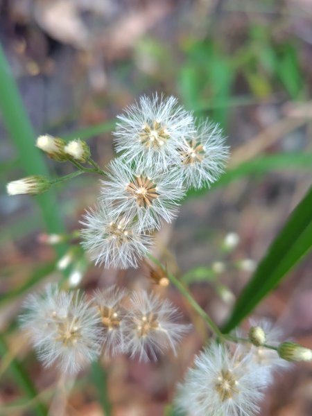 守關山南峰 守關山 守城大山2919126