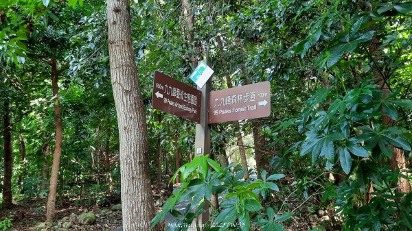 《南投》峰峰相連｜草屯九九峰森林步道O型202509062879231