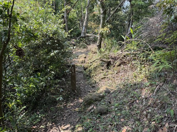 [微笑山線_第八段] 2026_0411 二格山系_筆架山北峰3035121