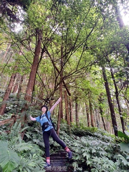 【苗栗獅潭】登頂前的陡坡攀爬很有感。 仙山登山步道2658451