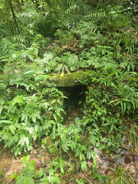20260822梳妝三山(梳妝樓山-梳妝頂山-梳妝頭山)3111532