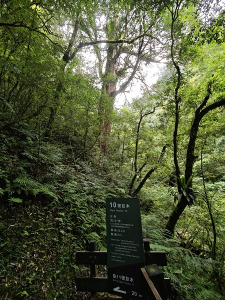 2025_0713 拉拉山神木群步道2837480