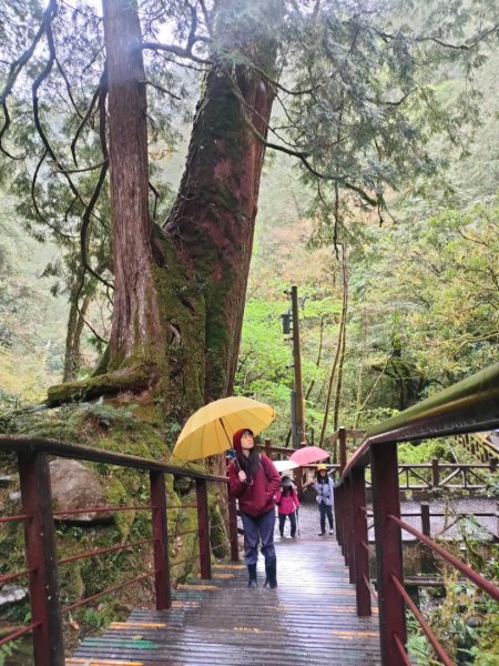 1110326 拉拉山神木區雨中漫步1655035