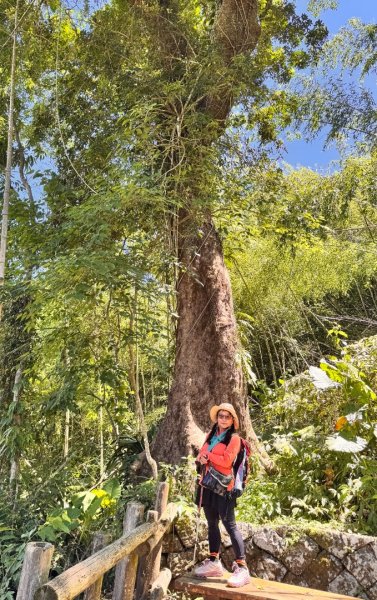 阿里山迷糊步道-福山古道2793511