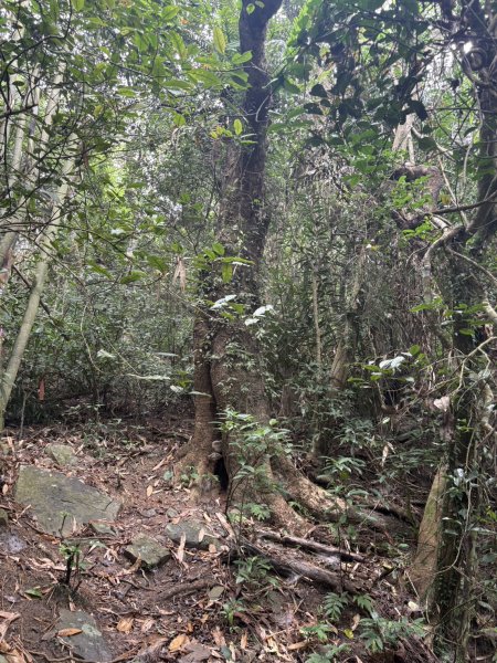 20251108白雲山步道2935201