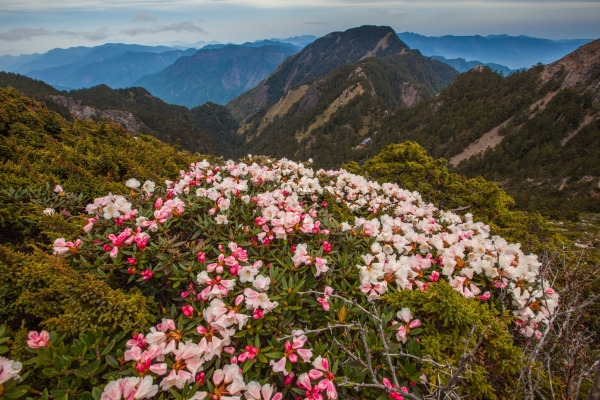 臺灣最高的杜鵑花 -玉山北峰，圓峰杜鵑花況42182