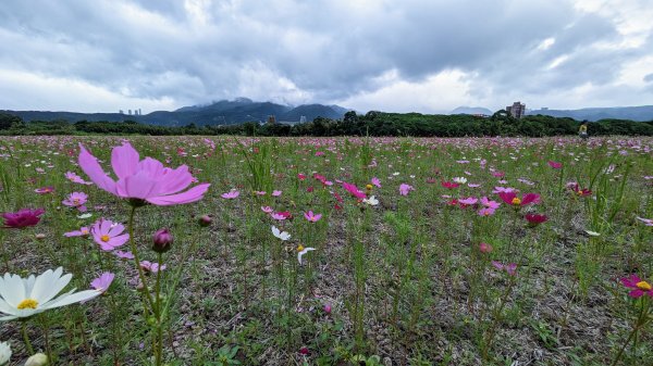 關渡花海,大龍峒孔廟,保安宮,迪化街2345347